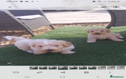 Mixed Breed dogs for sale: Maltese cross  cocker  - Image 4