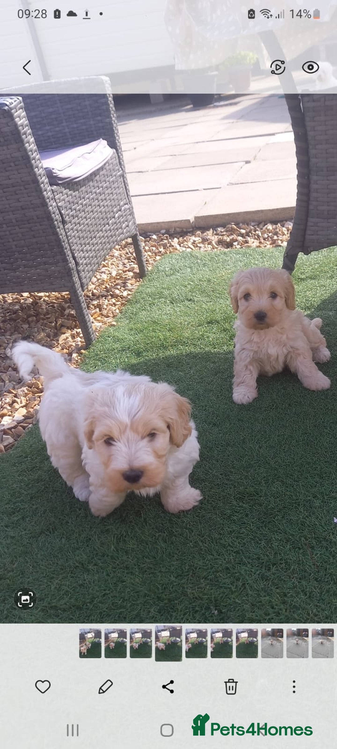 Mixed Breed dogs for sale: Maltese cross  cocker  - Image 4