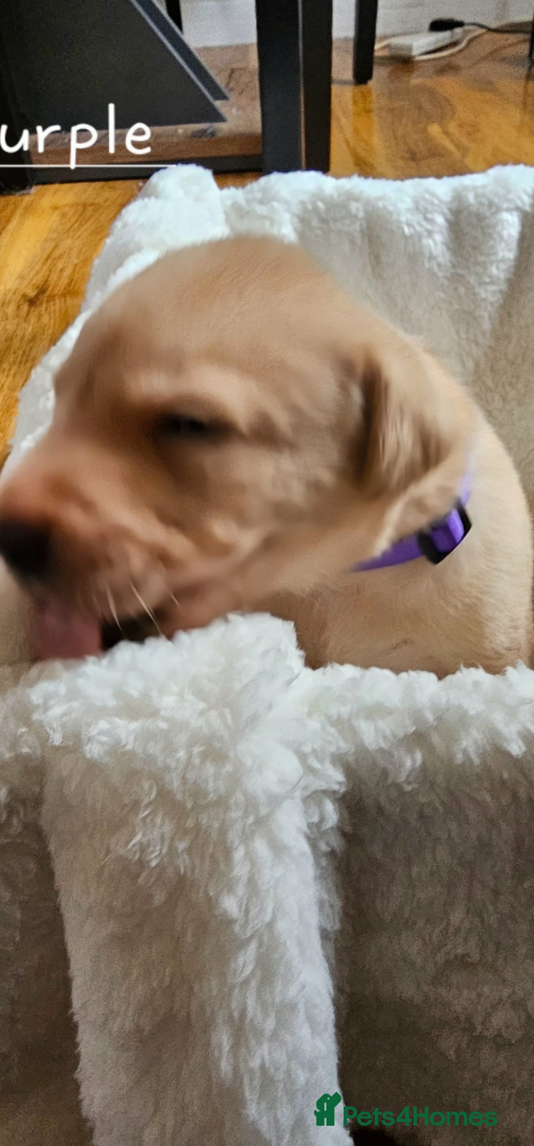 Labrador Retriever dogs for sale: 8 beautiful labrador puppies  - Image 12