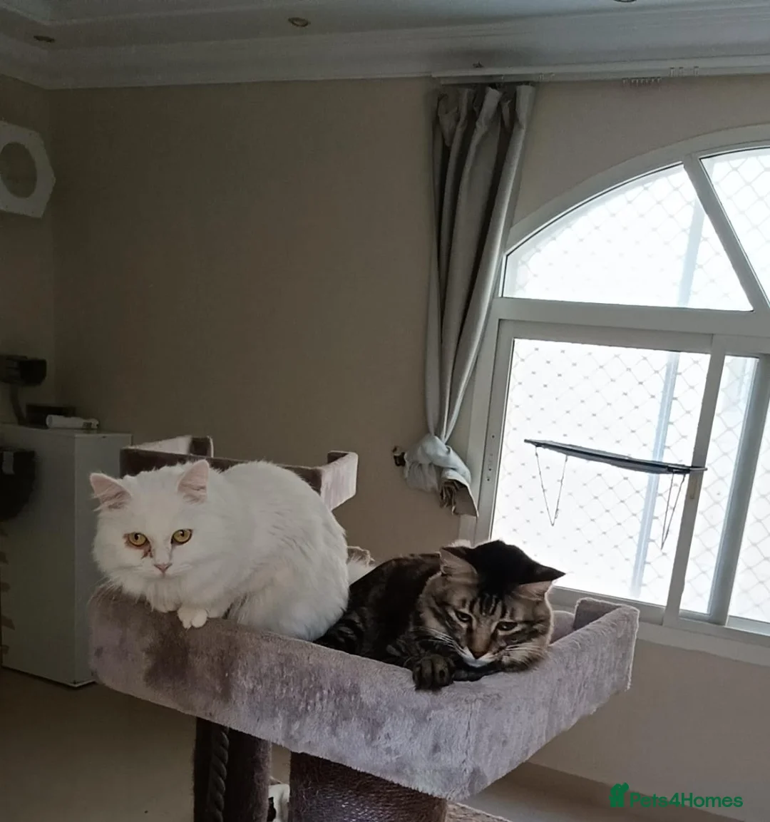 Mixed Breed cats for adoption: MIX TURKISH ANGIRA BONDED PAIR CALM AFFECTIONATE  - Advert 5