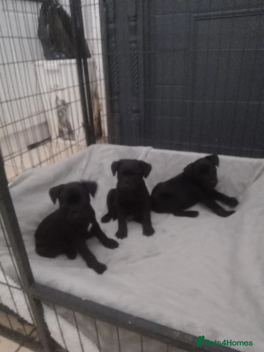 Patterdale Terrier dogs for sale: PATTERDALE PUPS FOR SALE READDY NOW  in Birkenhead - Advert 35