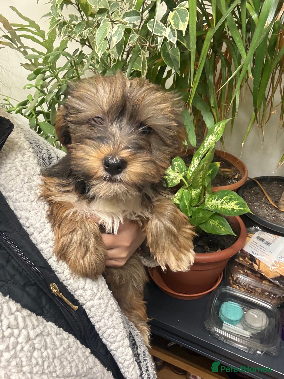 Yorkshire Terrier dogs for sale: Yorkshire Terrier  - Advert 29