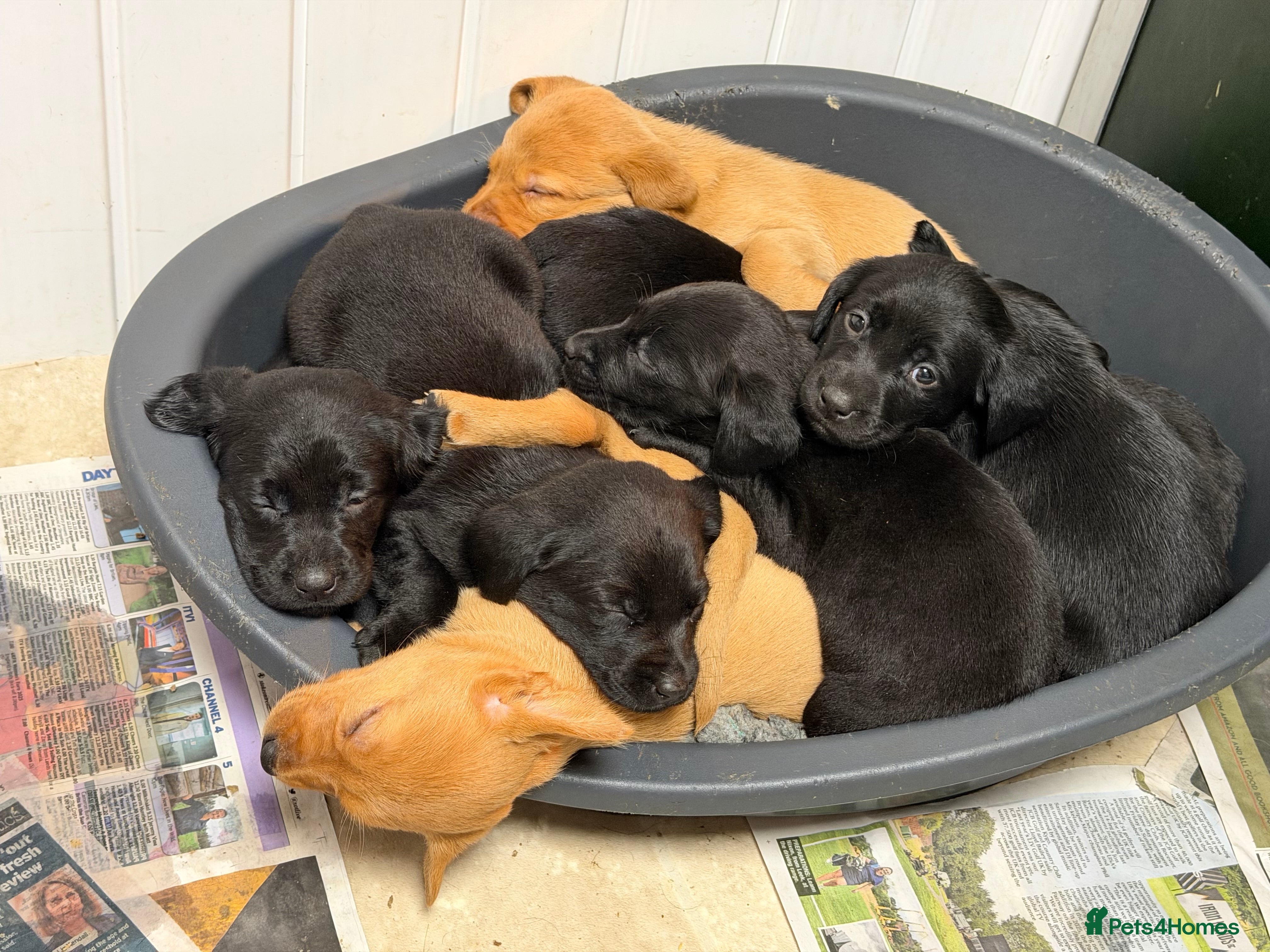 Labrador Retriever dogs  Fabulous Litter of KCr eg Labrador pups for sale - Advert 1