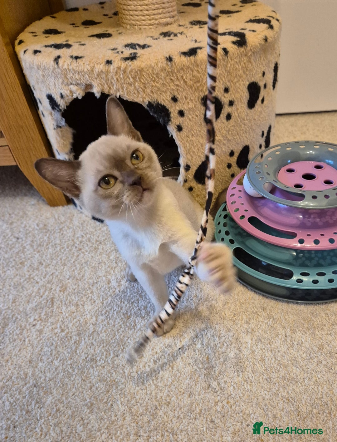 Burmese cats for sale: Beautiful Chocolate Female Burmese Kitten - Advert 7