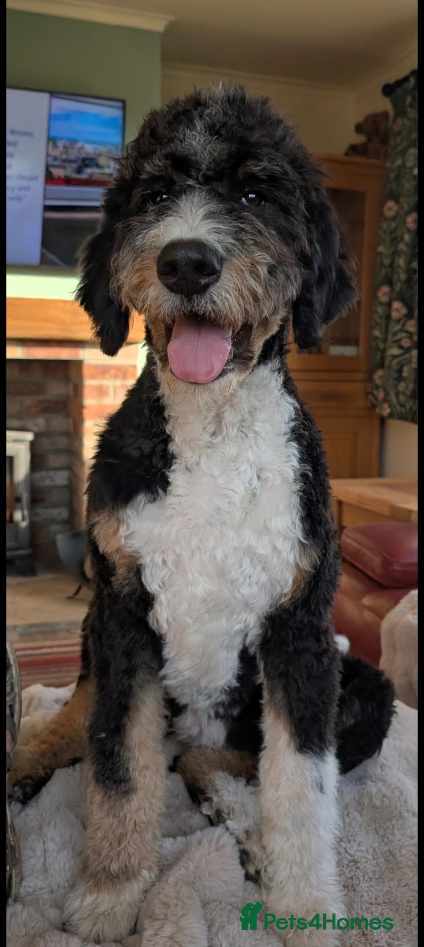 Bernedoodle dogs F1b Bernedoodle puppies  - Advert 1