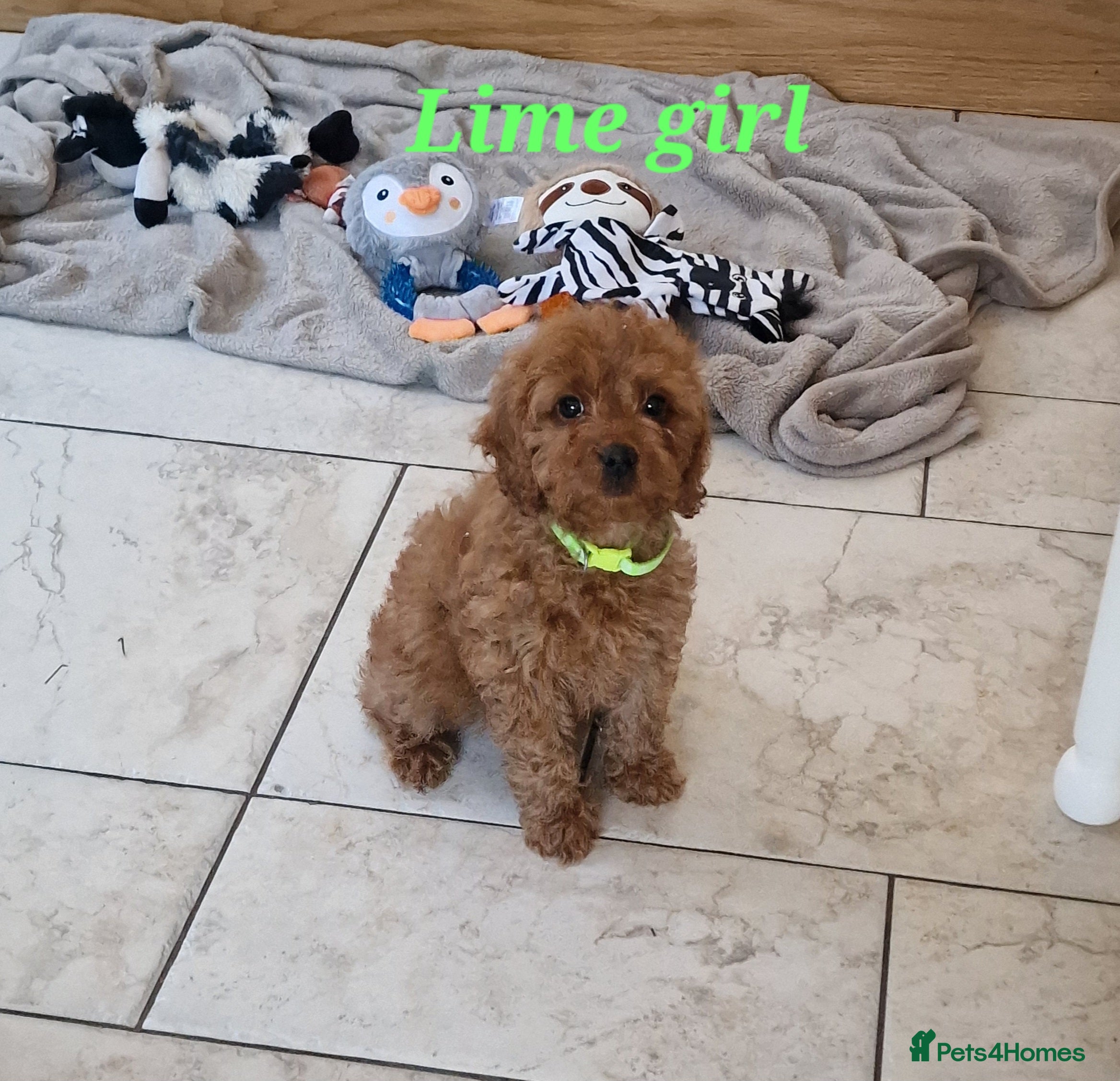 Cockapoo dogs Beautiful F1 Cockapoo puppies - Advert 12