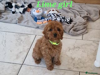 Cockapoo dogs Beautiful F1 Cockapoo puppies - Advert 12