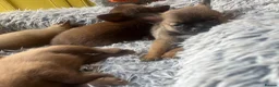 Pomchi dogs for sale: 🐶 Beautiful Pomchi pup – 🐶 - Advert 9