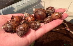Snails invertebrates for sale: Giant African land snails  - Image 1