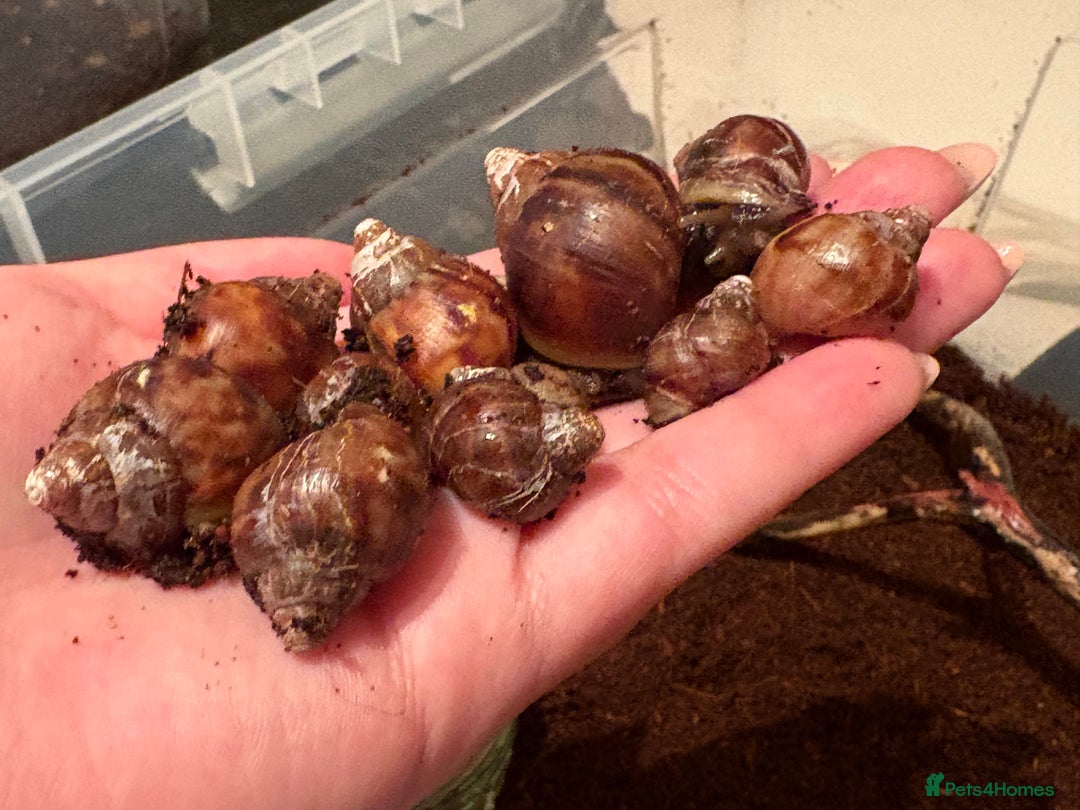 Snails invertebrates for sale: Giant African land snails  - Image 1