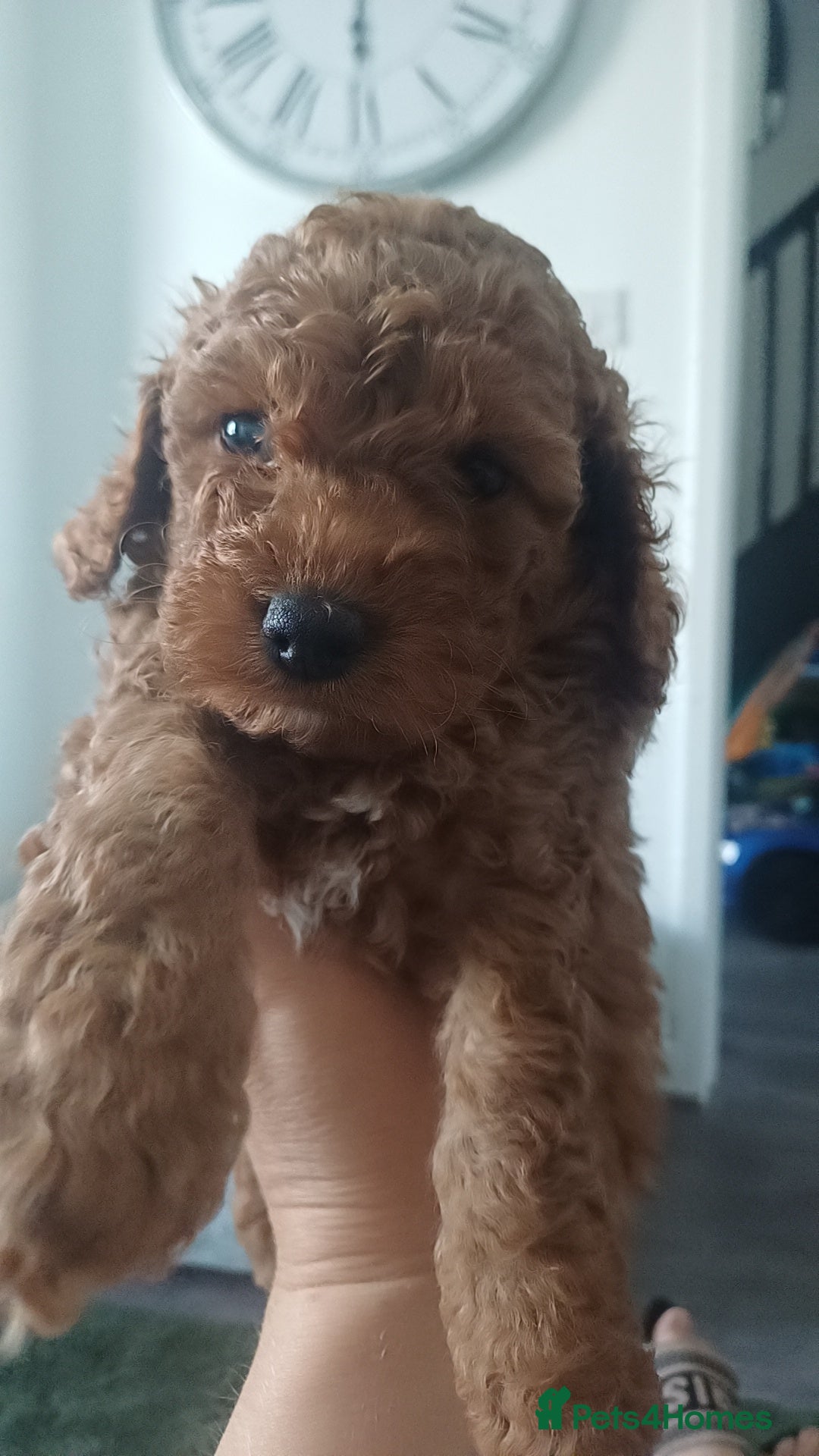 Cockapoo dogs for sale: 3 beautiful cockapoo boys - Image 10