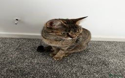 Domestic Shorthair cats for sale: Super cute kittens!  - Image 10