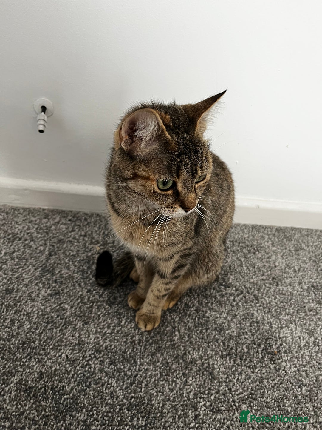 Domestic Shorthair cats for sale: Super cute kittens!  - Image 10