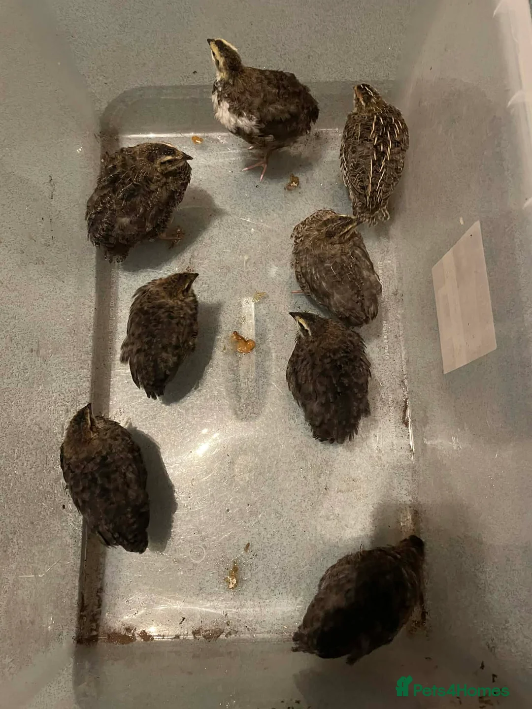 Quail poultry for sale: Japanese Coturnix Quail(Black and Brown) - Advert 1