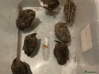 Quail poultry Japanese Coturnix Quail(Black and Brown) - Advert 1