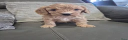 Cavapoo dogs for sale: F1 Cavapoo's  - Advert 5