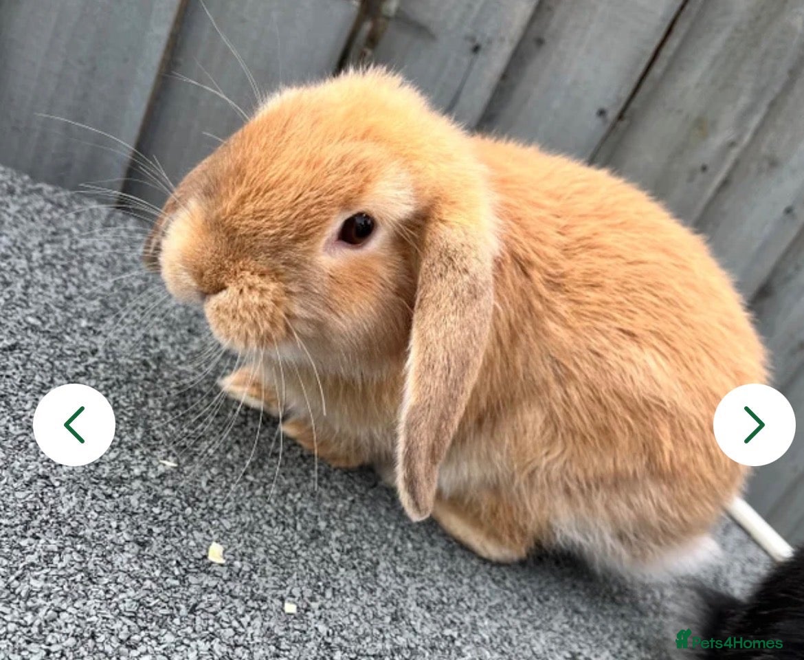 Mini Lop rabbits Beautiful mini lop sisters  - Advert 1
