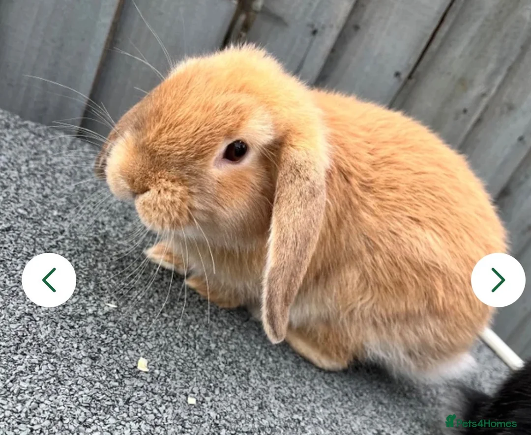 Mini Lop rabbits for sale: Beautiful mini lop sisters  - Advert 1