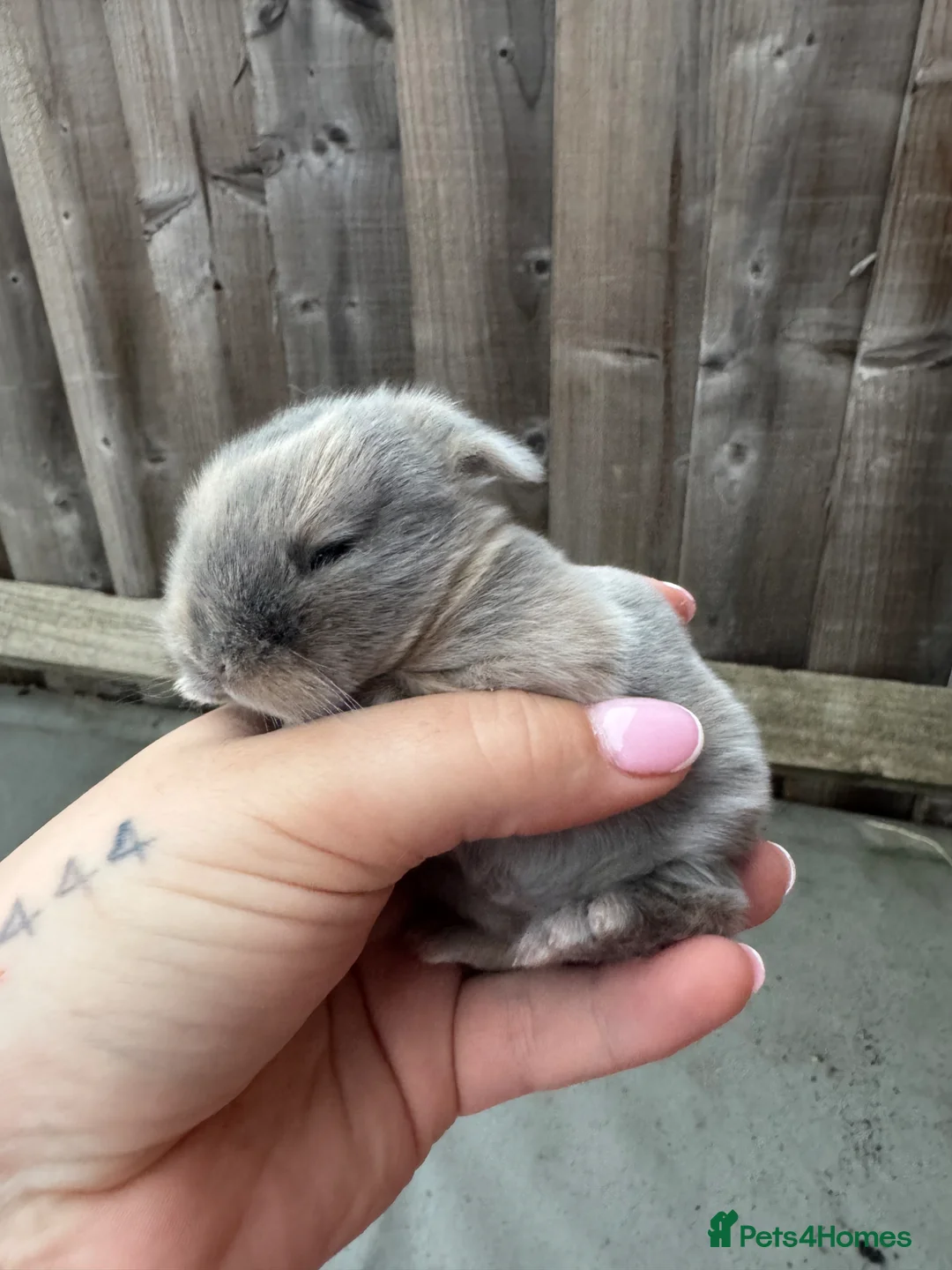 Mini Lop rabbits for sale: Mini lop bunny - Advert 1