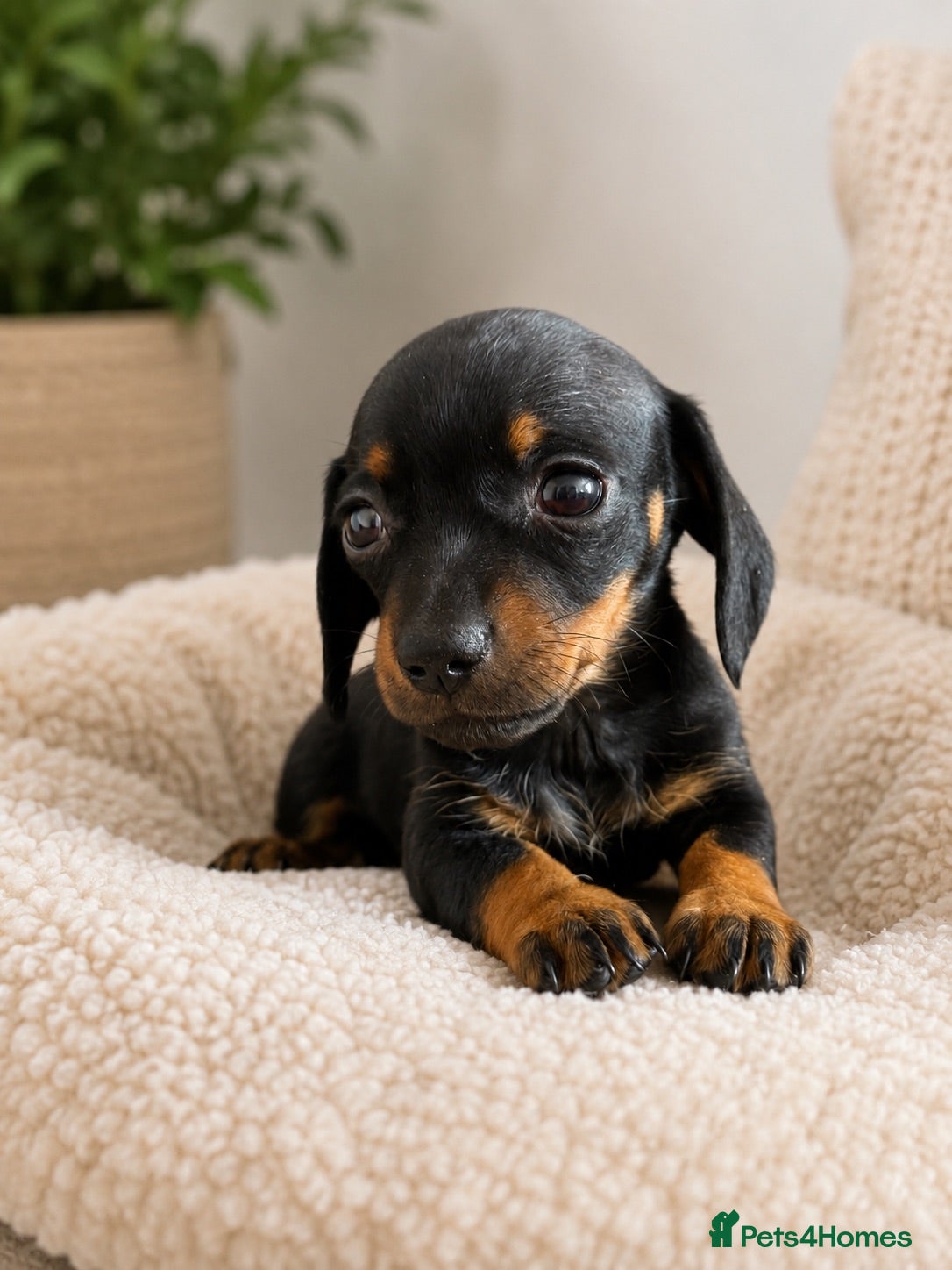 Miniature Dachshund dogs KC Mini black and tan Dachshund puppies  - Advert 1