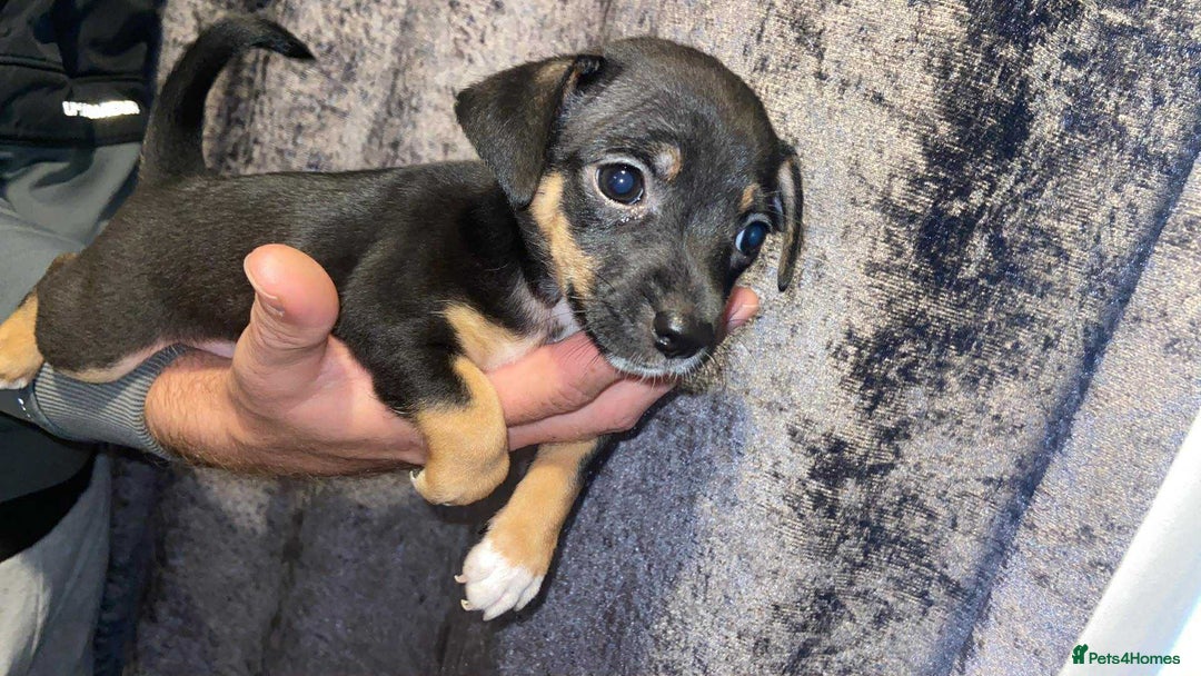 Jack Russell dogs for sale: Miniature Tri coloured Merle Jack Russell  - Image 10