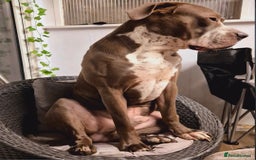 Mixed Breed dogs for sale: Bully Dane mixed breed - Image 2