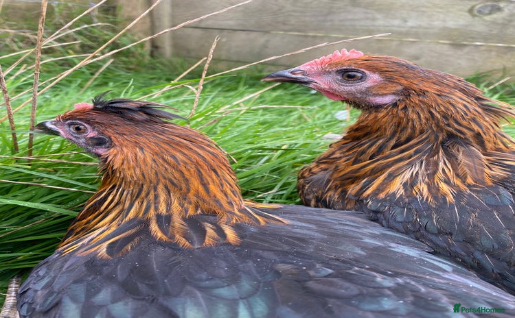 Chickens poultry - Advert 4