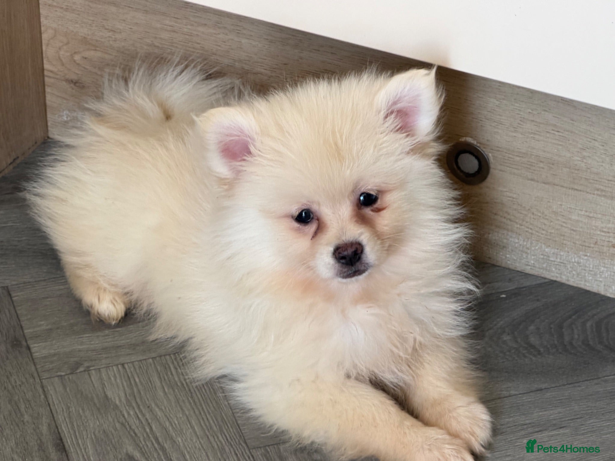 Pomeranian dogs Pomeranian Puppies Ready Now - Advert 5