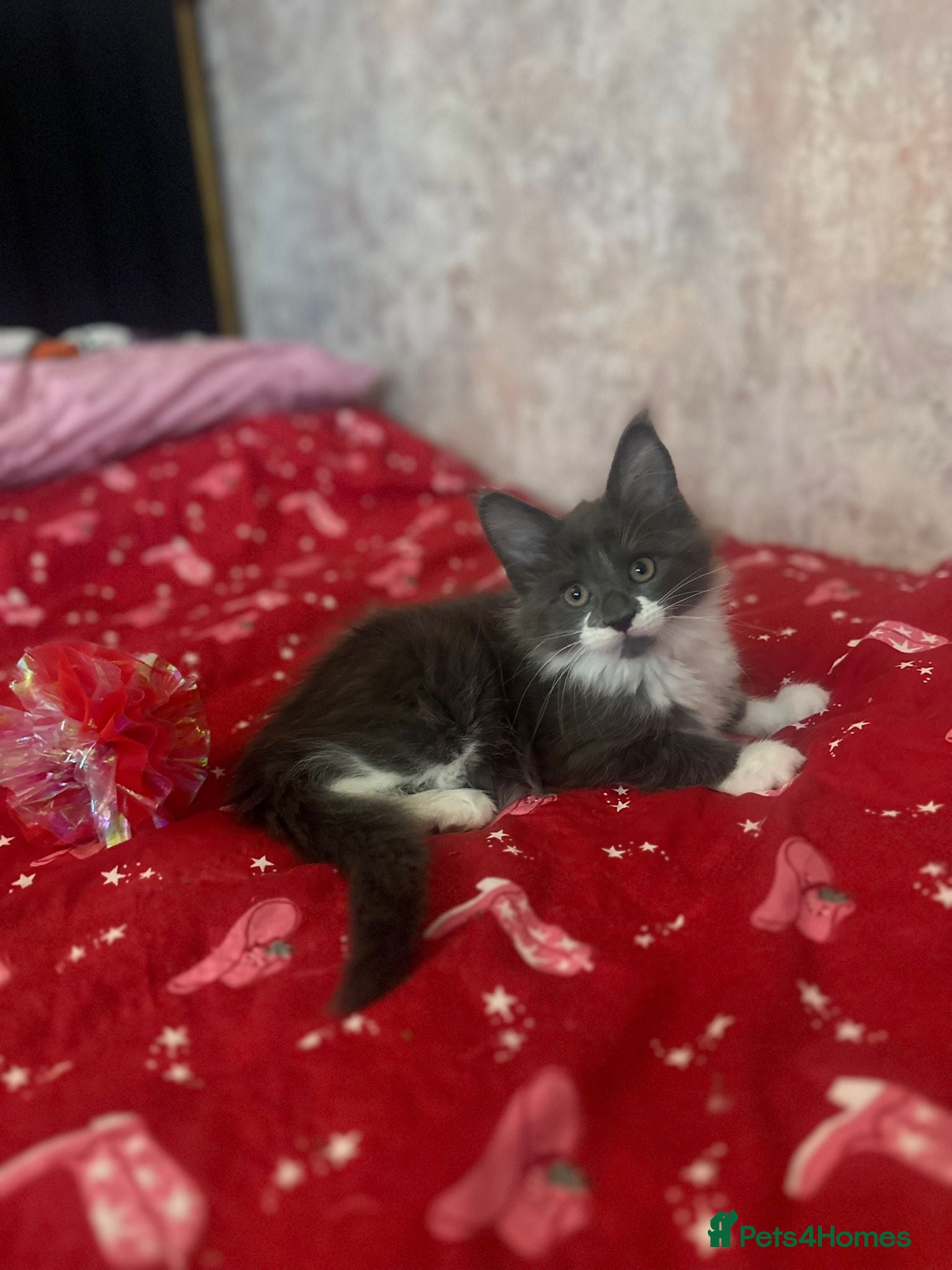 Maine Coon cats Stunning Maine Coon Litter Of Kittens Ready Now - Advert 6