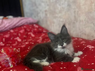 Maine Coon cats Stunning Maine Coon Litter Of Kittens Ready Now - Advert 2