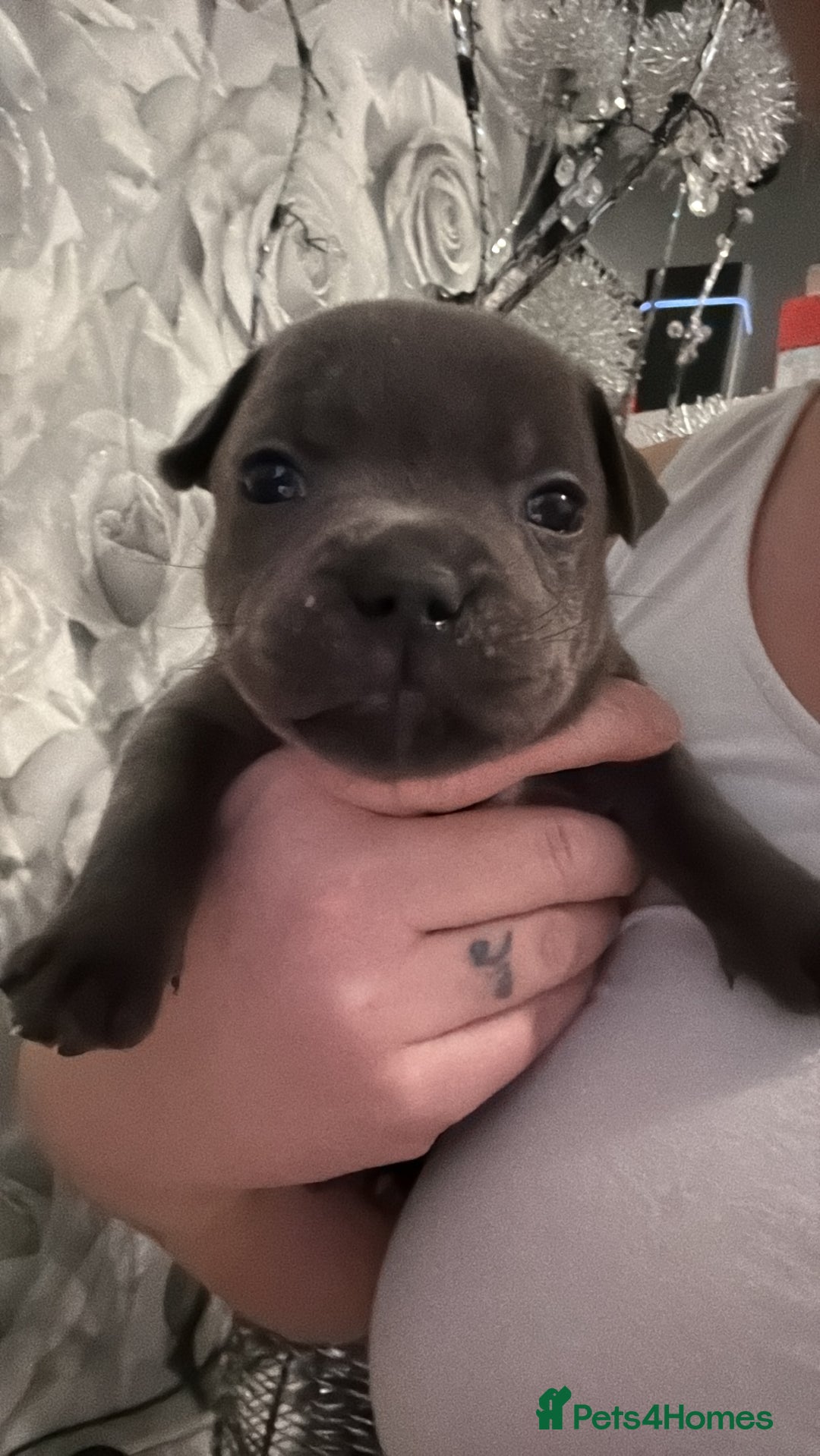 Staffordshire Bull Terrier dogs for sale: Beautiful stuffy pups  - Advert 14