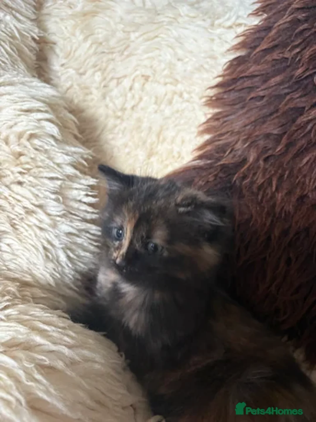 Ragdoll cats for sale: RAGDOLL  - Advert 2