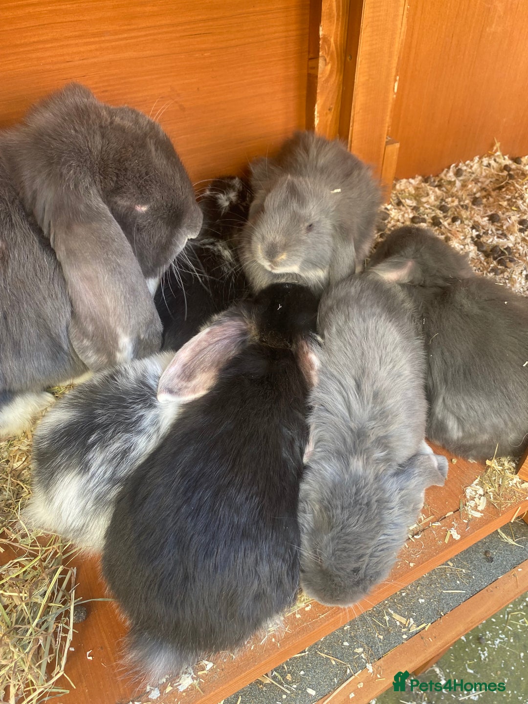 French Lop rabbits for sale: Giant French lop rabbits for sale  - Image 13