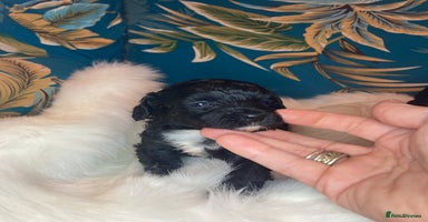 Shihpoo dogs - Advert 3