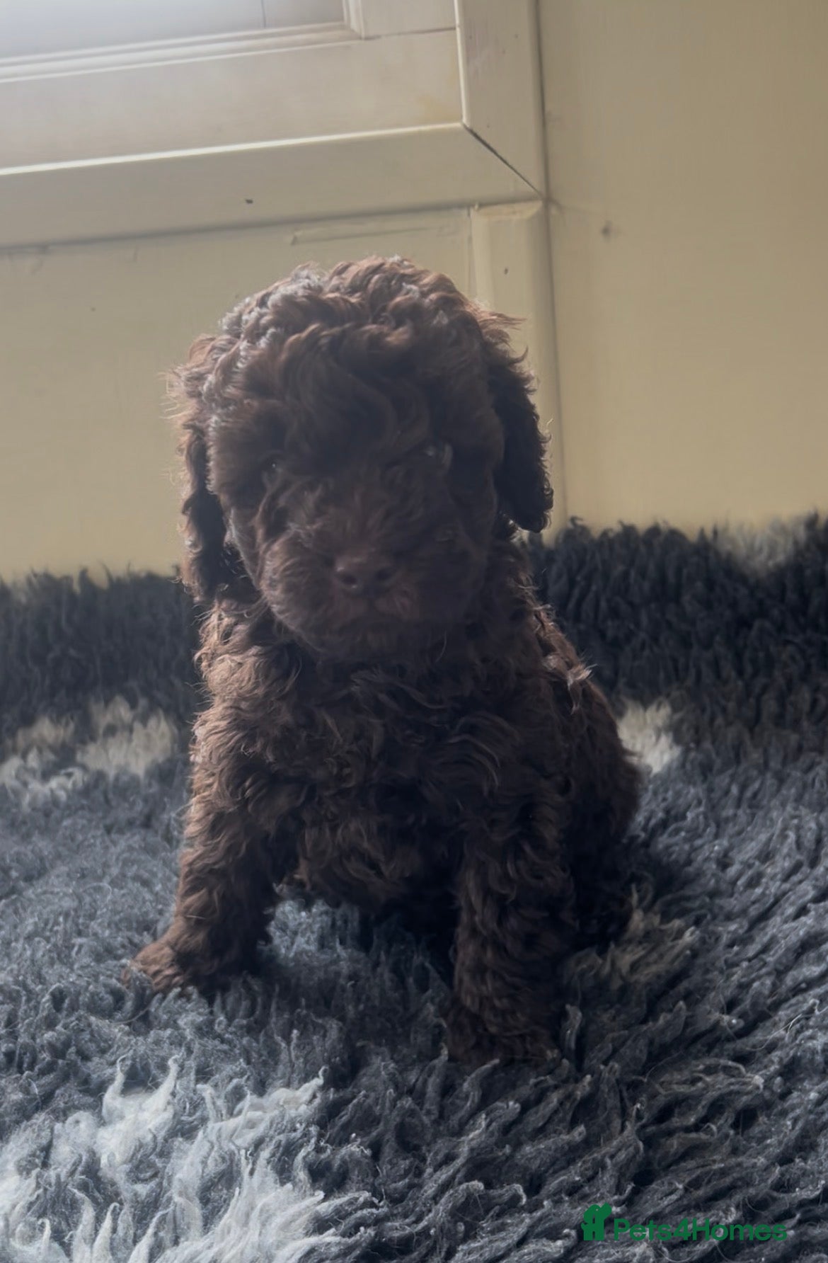 Miniature Poodle dogs Chocolate & Chocolate merl Miniature Poodles - Advert 1