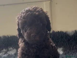 Miniature Poodle dogs Chocolate & Chocolate merl Miniature Poodles - Advert 1