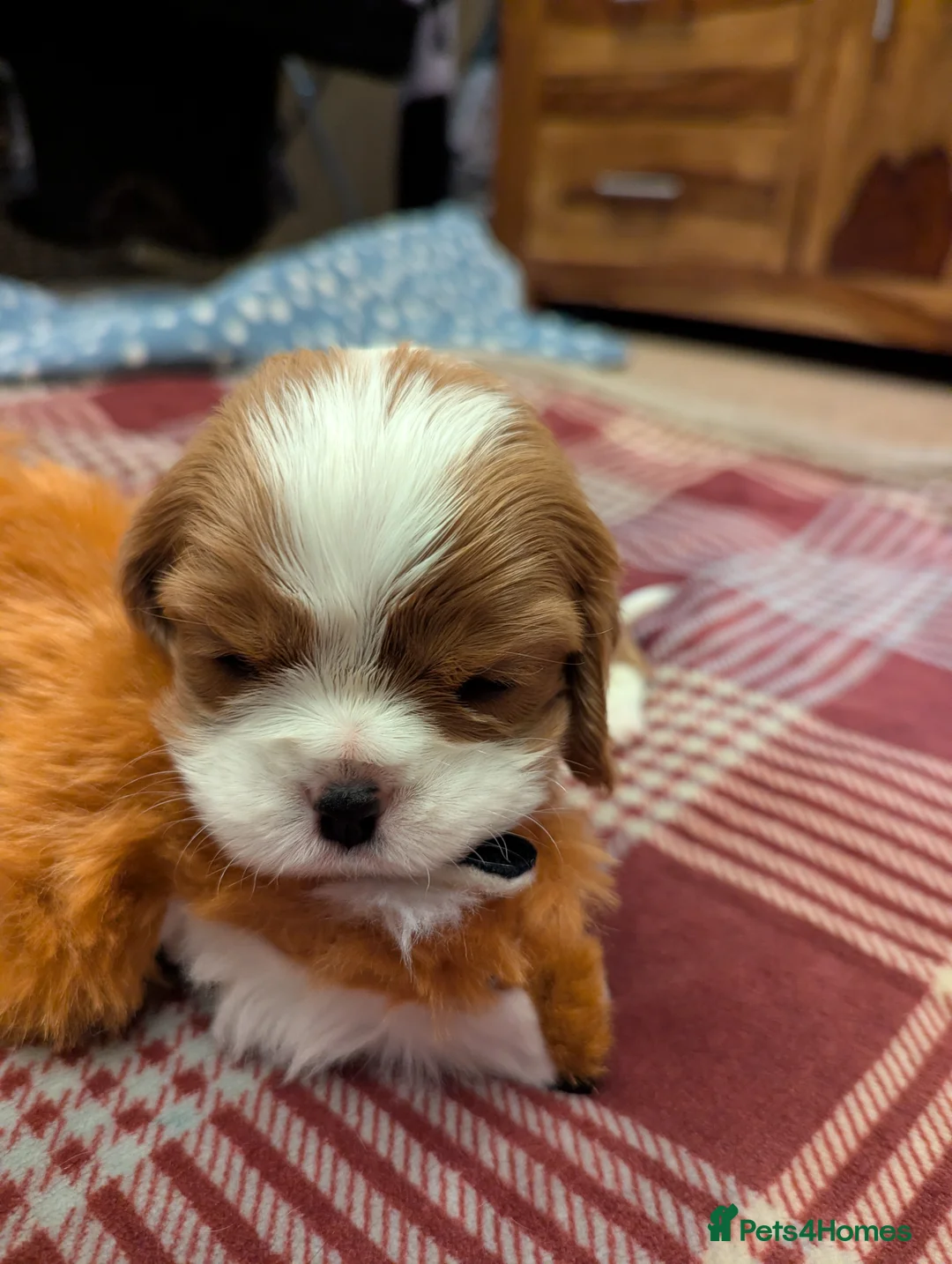 Cavalier King Charles Spaniel dogs for sale: Cavalier King Charles Spaniels KC Reg  - Advert 15