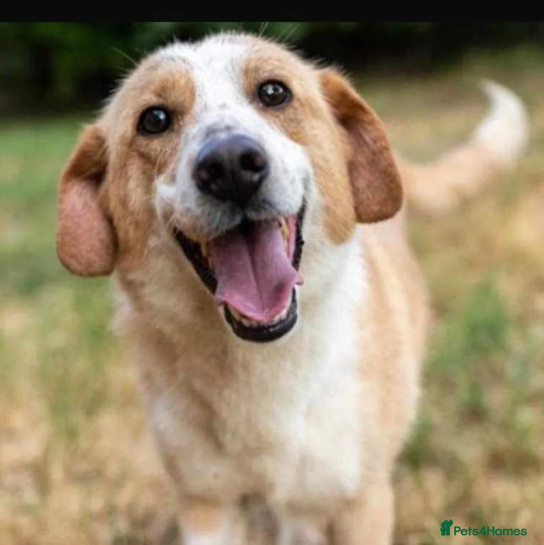 Mixed Breed dogs for adoption: Meet Wilf ❤️ (formerly known as Whitey) - Advert 1