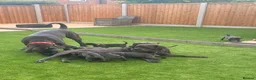 Cane Corso dogs for sale: X-Man Bloodline, Pedigree Cane Corso Puppies - Advert 3
