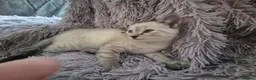 Snowshoe cats for sale: Rare Snowshoe Kittens  - Advert 10