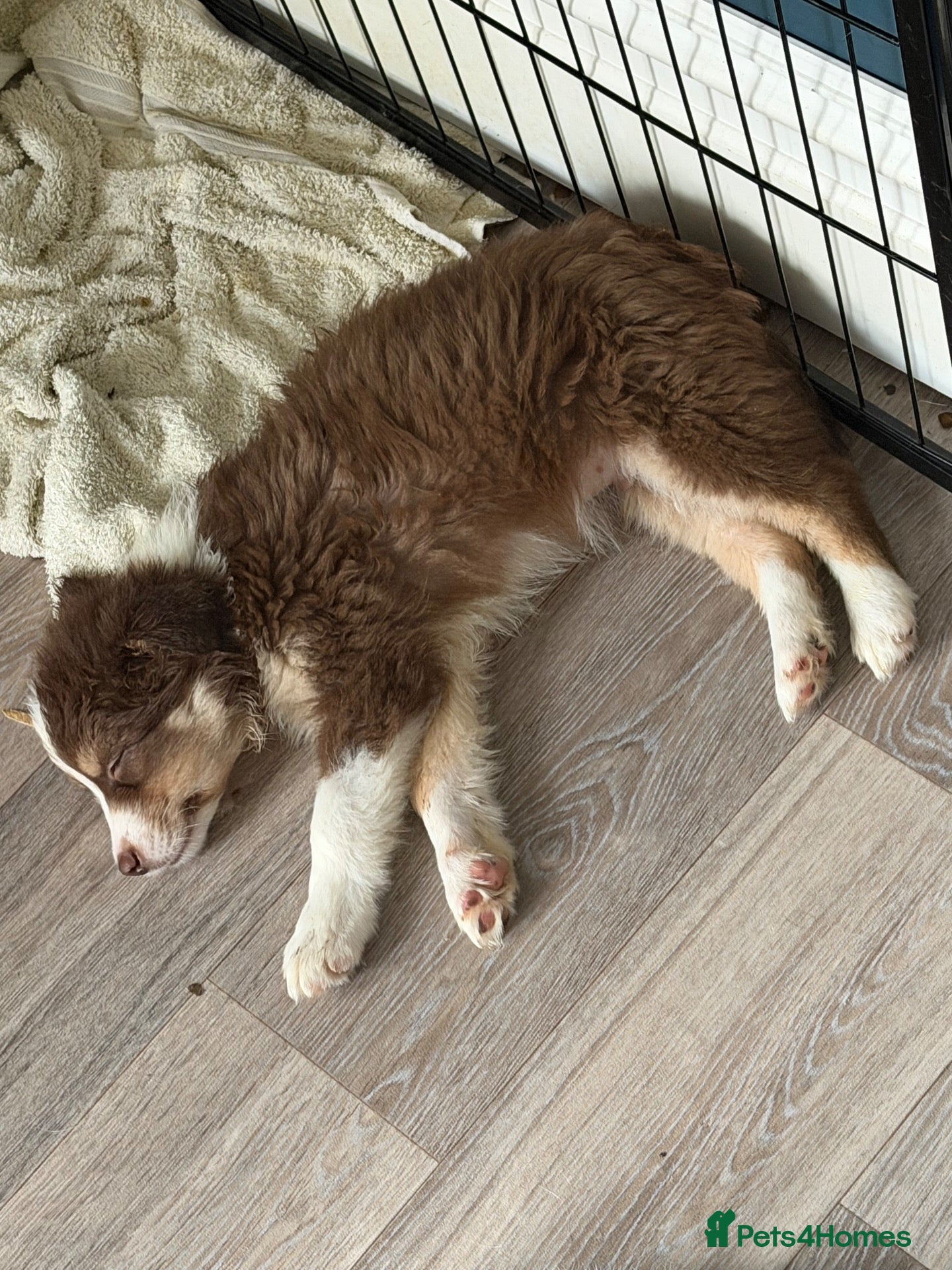 Border Collie dogs 1 Red and white tri colour border collie puppy boy - Advert 2