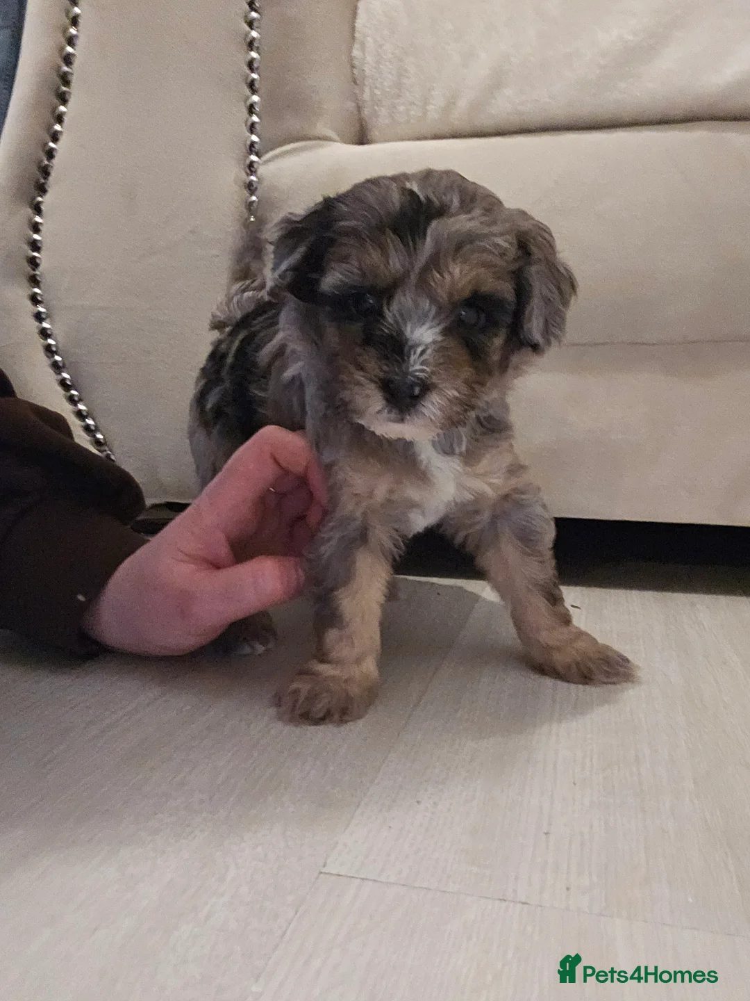 Shihpoo dogs for sale: Shihpoo puppies for sale  - Advert 2