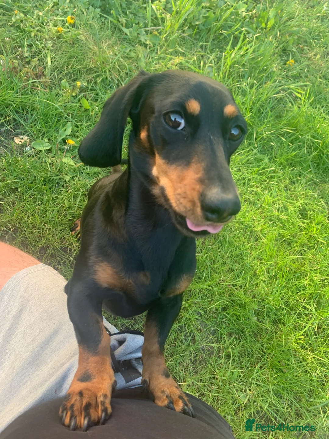 Dachshund dogs for stud: Dachshund For Stud ‼️‼️ - Advert 2