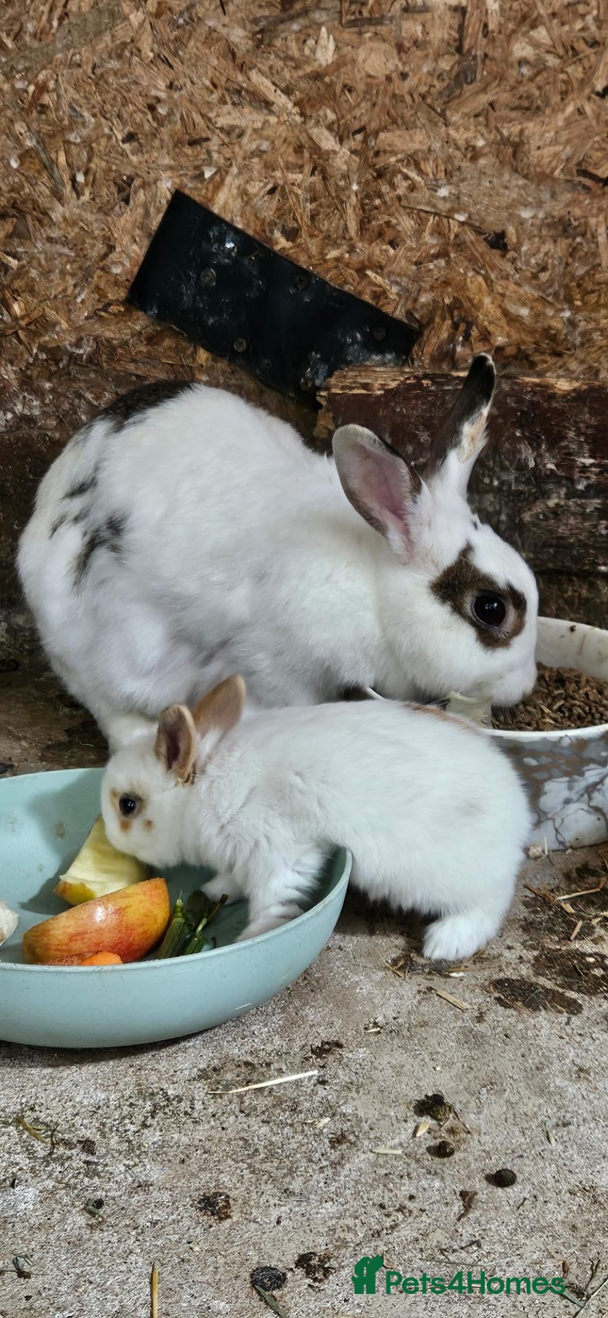 Mixed Breed rabbits My baby rabbits are toilet trained.🥰 - Advert 2