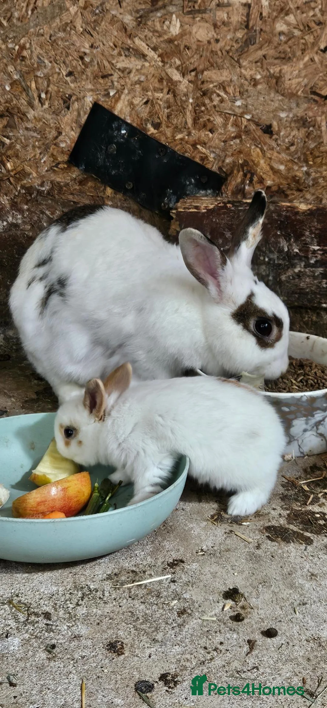 Mixed Breed rabbits for sale: My baby rabbits are toilet trained.🥰 - Advert 2
