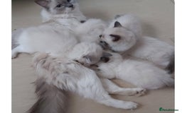 Ragdoll cats for sale: RAGDOLL SEAL POINT BLUE EYES READY NOW! - Advert 17