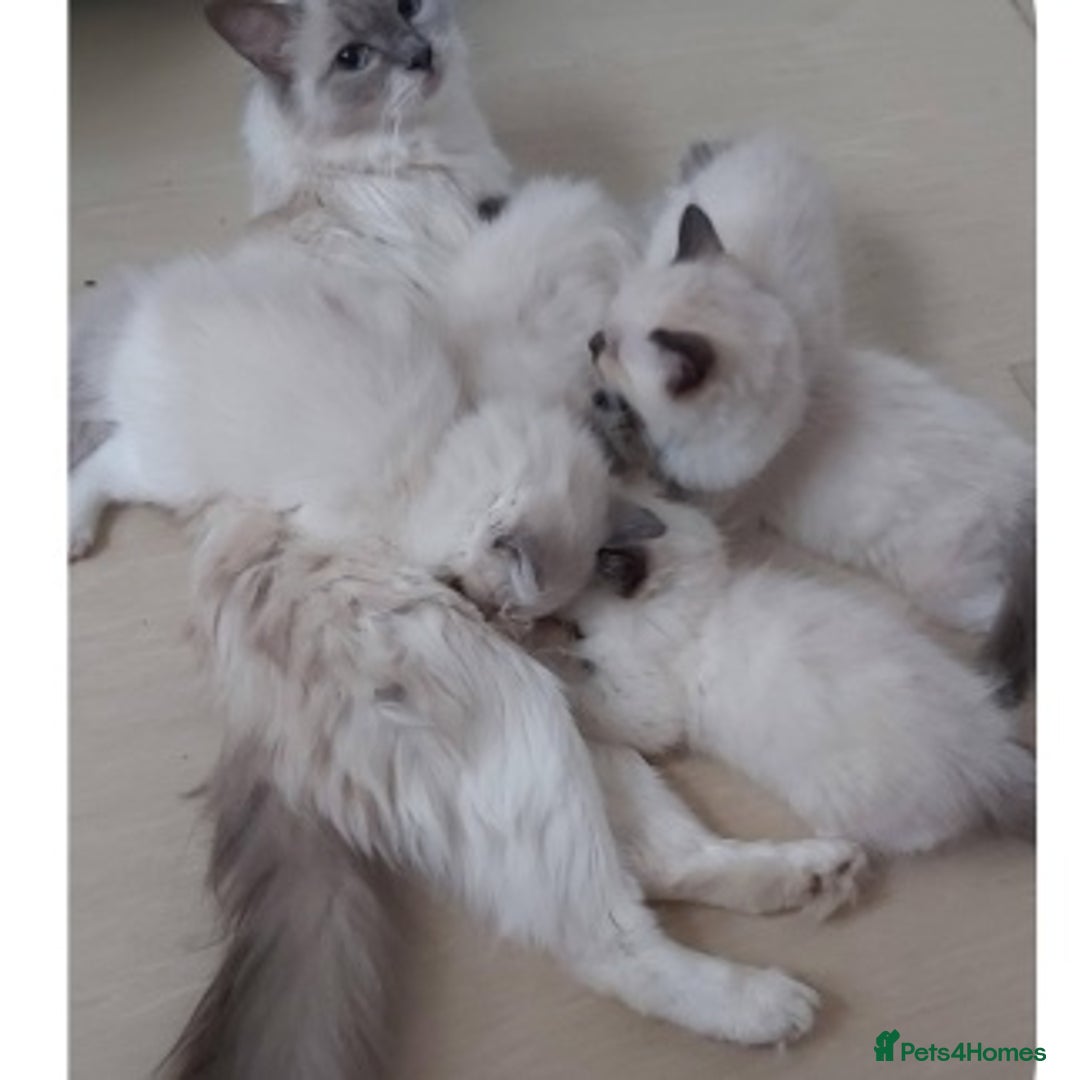 Ragdoll cats for sale: RAGDOLL SEAL POINT BLUE EYES READY NOW! - Advert 17