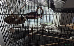 Canaries birds for sale: Carnary  - Image 3