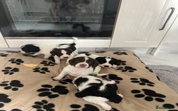 Cocker Spaniel dogs for sale: Cocker spaniel puppies - Advert 7