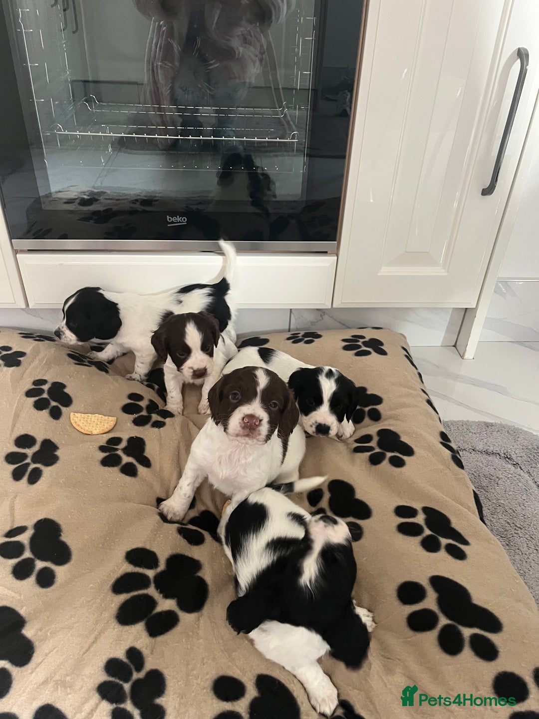 Cocker Spaniel dogs for sale: Cocker spaniel puppies - Advert 7